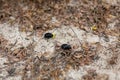 Two black beetles crawl on on the sand with dry foliage in nature.