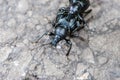 Two black beetles the one on the another on the road in forest in Mythen