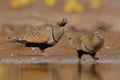 Black-bellied Sandgrouse & x28;Pterocles orientalis& x29;