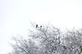 Two Black-billed Magpie Perched on a Snowy Branch