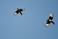 Two Black-billed Magpies Flying in a Blue Sky Royalty Free Stock Photo