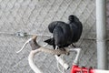 Black birds on a bicycle Royalty Free Stock Photo