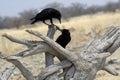 Two black birds playing Royalty Free Stock Photo