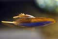 Black and blue feather bathed in golden sunlight