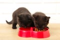 Two black british shorthair kittens eats on white background Royalty Free Stock Photo