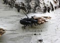 Two black bugs couple Royalty Free Stock Photo