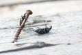 Two black bugs and a rusty nail Royalty Free Stock Photo