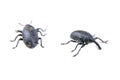 Two black bugs on a white background Royalty Free Stock Photo