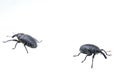 Two black bugs on a white background Royalty Free Stock Photo