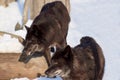 Two black canadian wolf are watching their prey. Royalty Free Stock Photo