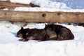 Two black canadian wolves sleep in the spring sun. Royalty Free Stock Photo