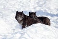 Two black canadian wolves are standing on the white snow. Canis lupus pambasileus Royalty Free Stock Photo