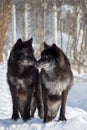 Two black canadian wolves are standing on white snow in the winter park. Canis lupus pambasileus Royalty Free Stock Photo