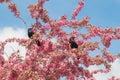 Two black carrion crows sitting in a red blooming crab apple tree, blue sky in the back