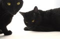 Two black cats Royalty Free Stock Photo