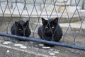 Two black cats Royalty Free Stock Photo