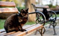 Two black cats with green eyes are sitting on park benches