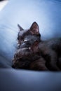 Relaxed black kittens Royalty Free Stock Photo