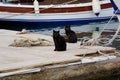 Two Black Cats on a Pier