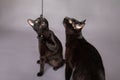 Two black cats playing with string bitting looking up active kitties