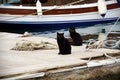 Twin black cats on a pier