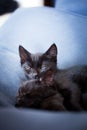 Black kitten keeping watch Royalty Free Stock Photo