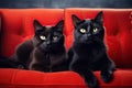 Two black cats sitting on red sofa and looking at the camera, Cute red cat and black cat lying on sofa, closeup, AI Generated Royalty Free Stock Photo