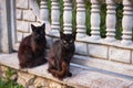 Two black cats sitting on a stone fence Royalty Free Stock Photo