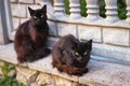 Two black cats sitting on a stone fence Royalty Free Stock Photo