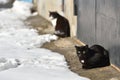 Two black cats are walking in the street on a winter day Royalty Free Stock Photo