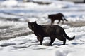 Two black cats are walking in the street on a winter day Royalty Free Stock Photo