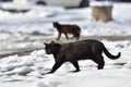 Two black cats are walking in the street on a winter day Royalty Free Stock Photo