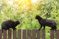 Two black cats on wooden fence opposite each other before fight Royalty Free Stock Photo