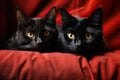 Two black cats with yellow eyes on red background, close-up, Cute red cat and black cat lying on sofa, closeup, AI Generated Royalty Free Stock Photo