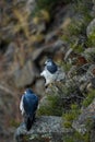 Two Black-chested Buzzard-Eagles on Rocky Ledge Royalty Free Stock Photo