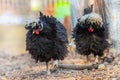 Two black chicken at chicken farm Royalty Free Stock Photo