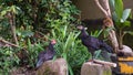 Two black chickens are looking for food Royalty Free Stock Photo