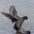 Two black coots fulica atra during copulation