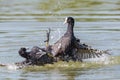 Two black coots fulica atra fighting with legs in water