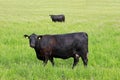 Two Black Cows on Grassy Field Mirror Image