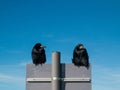 Two black craws sitting on a sign, blue sky background Royalty Free Stock Photo