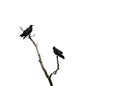 Two black crow birds on branch isolated on white Royalty Free Stock Photo