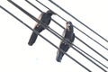 Two black crow birds cling on the electric wire. Royalty Free Stock Photo