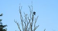 Crow birds on old tree, Lithuania Royalty Free Stock Photo