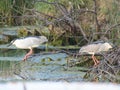 Two Black-Crowned Night Herons Perched on Branches Over a Marsh