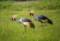 Two black crowned cranes in Ngorongoro conservation area in Tanzania