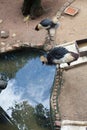 Two black crowned cranes one looking at puddle Royalty Free Stock Photo