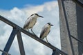 Black-Crowned Night Herons in Mayport, Florida Royalty Free Stock Photo