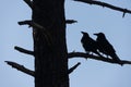 Two black Crows cuddle at Tunnel View, Yosemite National Park, C Royalty Free Stock Photo