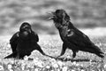Two Black Crows In Dispute